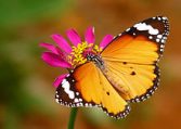 African Monarch Butterflies