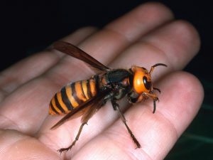 Asian Hornet