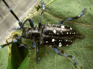 Asian Longhorned Beete