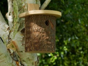 Bird boxes