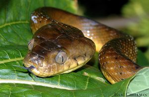 Brown Tree Snake