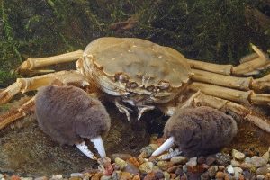 Chinese Mitten Crab