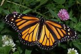 Female Monarch Butterflies