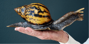 Giant African Snail