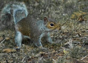 Grey Squirrel