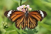 Indian Monarch Butterflies