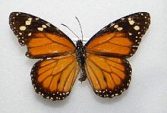 Jamaican Monarch Butterflies