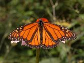 Male Monarch Butterflies
