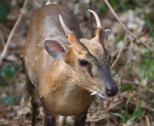 Muntjac Deer