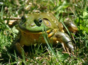 North American Bullfrog