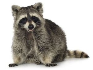 Raccoon