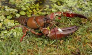 Signal Crayfish