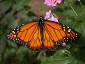Southern Monarch Butterflies