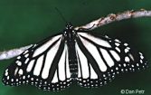 White Monarch Butterflies