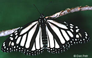 White Monarch Butterfly