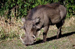 Wild Boar