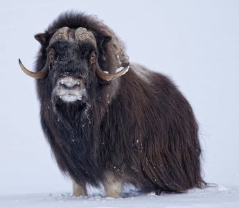 The Musk Ox