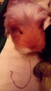 Adopting Rescued Guinea Pigs