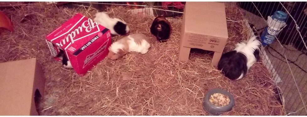 Adopt Rescued Guinea Pigs