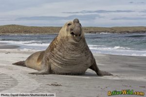 International Seal Day