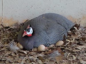 National Poultry Day