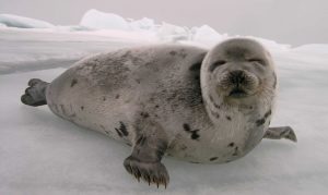 International Seal Day