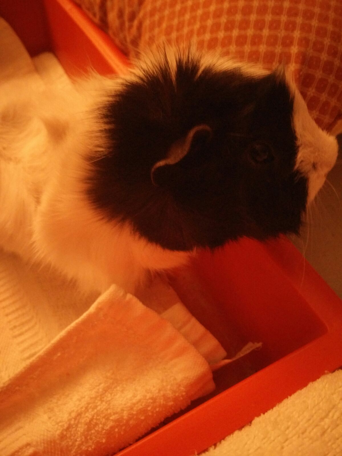 Adopting Rescued Guinea Pigs