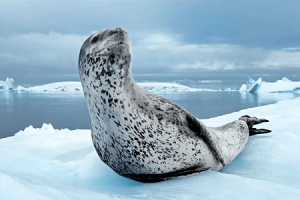 International Seal Day