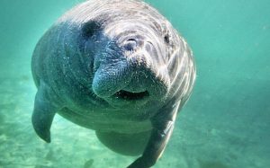 Manatee Appreciation Day