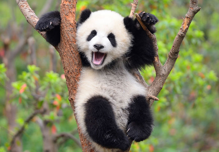 International Panda Day