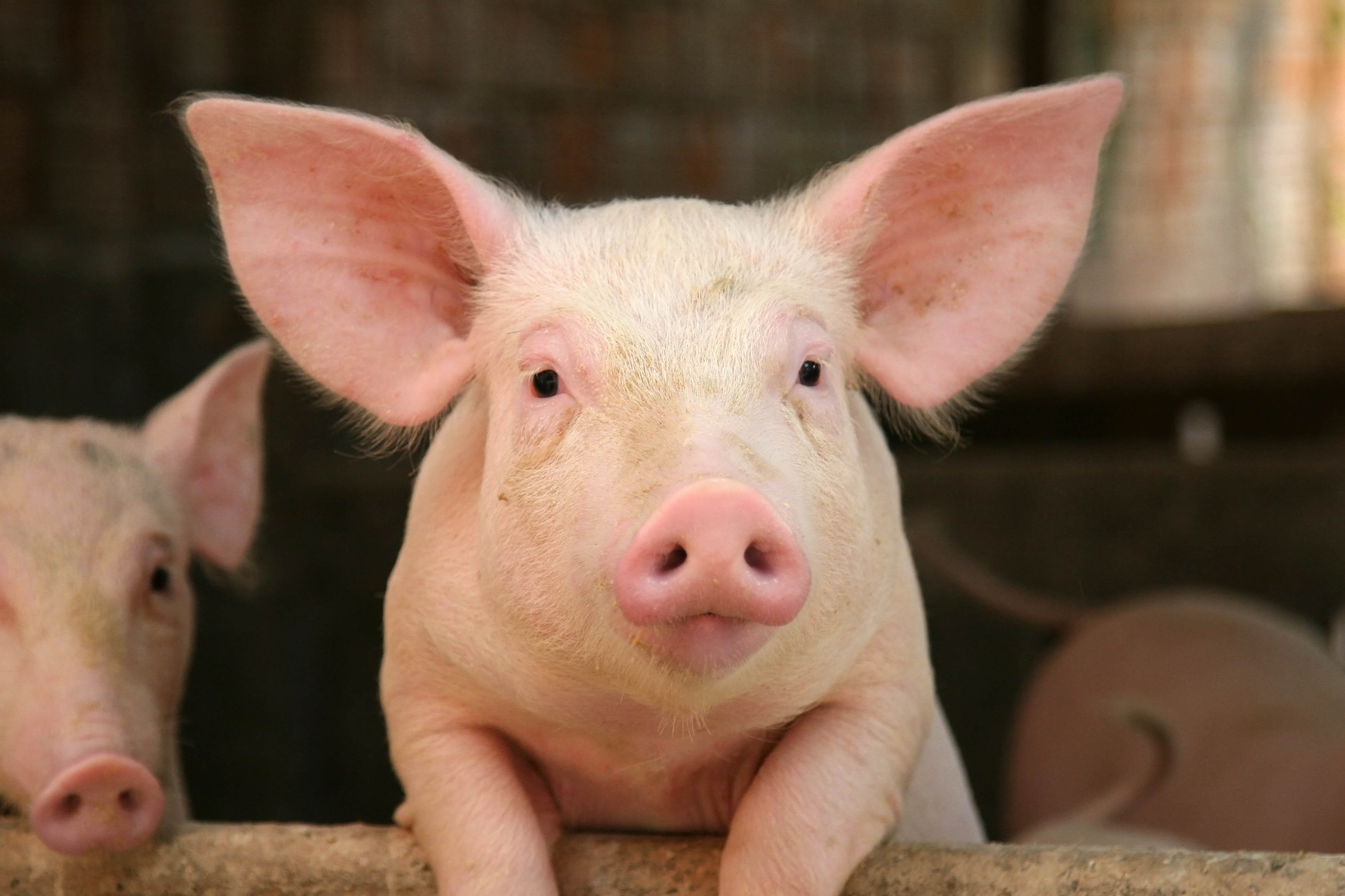 10 Facts About Pigs