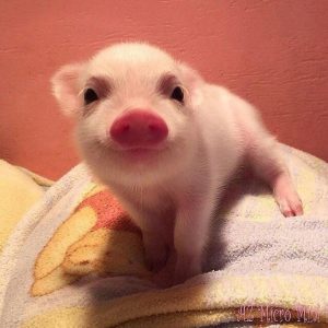 Piglet