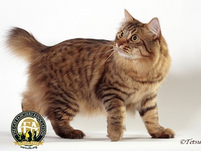 American Bobtail Spotted Tabby Pattern