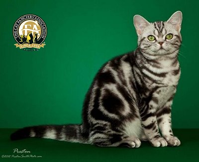 American Shorthair Classic Tabby Pattern