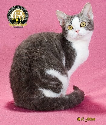 American Wirehair