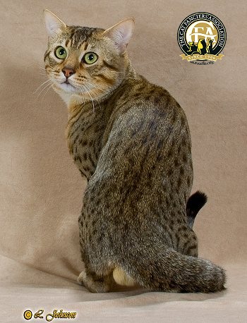 Egyptian Mau