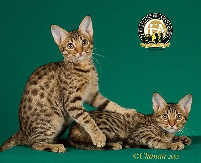 Ocicat