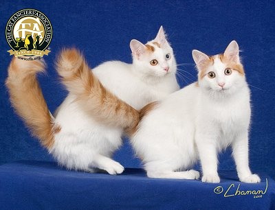 Turkish Van