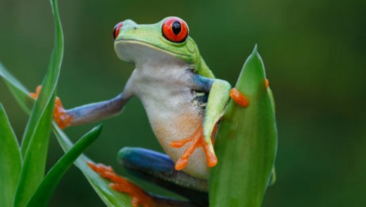 facts about frogs