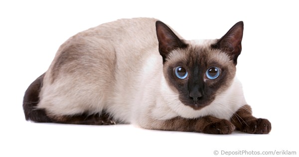 Interview with a Siamese Cat Rescue Centre